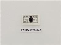 藏品(步行蟲(2))的圖片